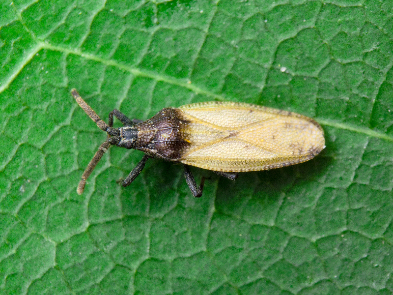 Catoplatus carthusianus (Goeze, 1778)